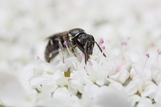 Hylaeus Bee sp. possibly female H. hyalinatus