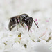 Hylaeus Bee sp. possibly female H. hyalinatus