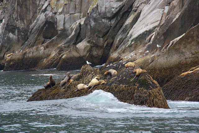 Sea Lions