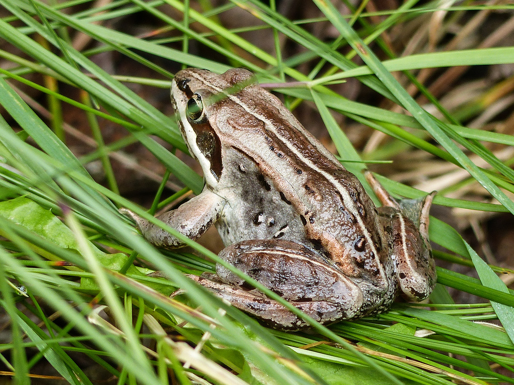 Wood Frog