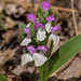 Galearis spectabilis (Showy Orchis)