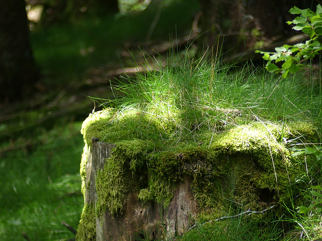 20160607 Rando solo St Guiral (Cevennes) (92) al