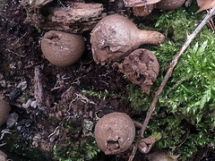 20150220 0005Hw [D~SHG] Flaschenstäubling (Lycoperdon perlatum) Wesergebirge, Rinteln