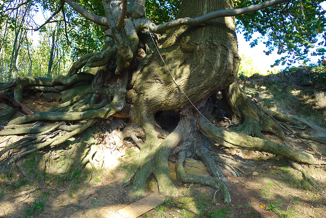 Baum im Huckepack