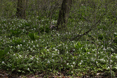 Trilliums