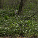 Trilliums