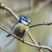 Blue tit6