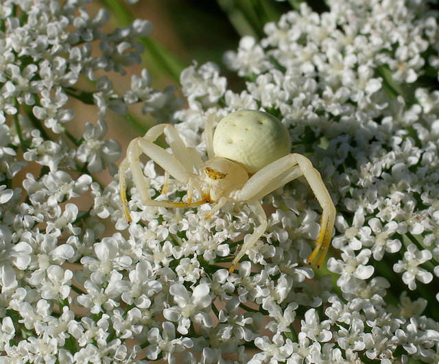 Flower Crab Spider