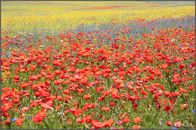 Mohn und Klee