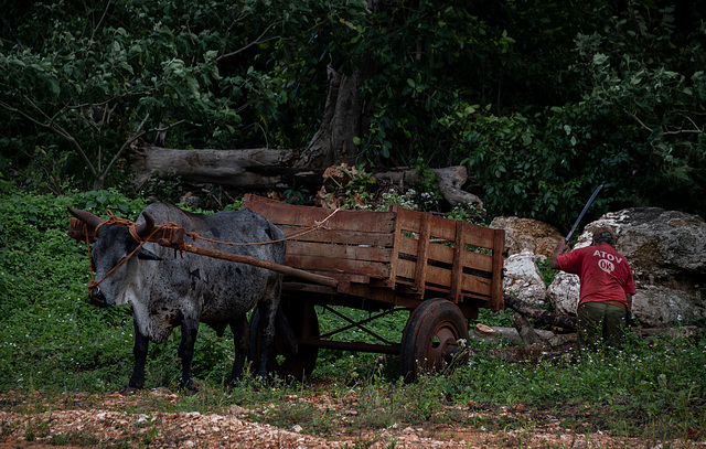 Baracoa.....    2020 Baracoa.....    2020