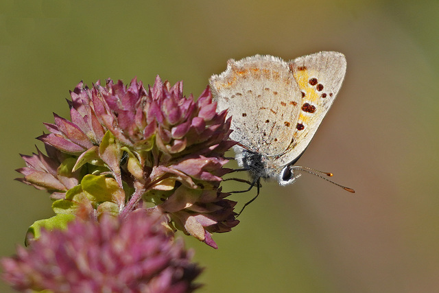 Der Kleine Feuerfalter - The Small Copper