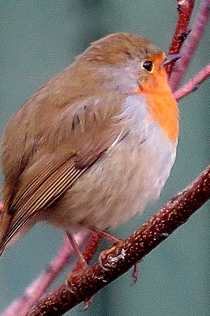 Rouge-gorge