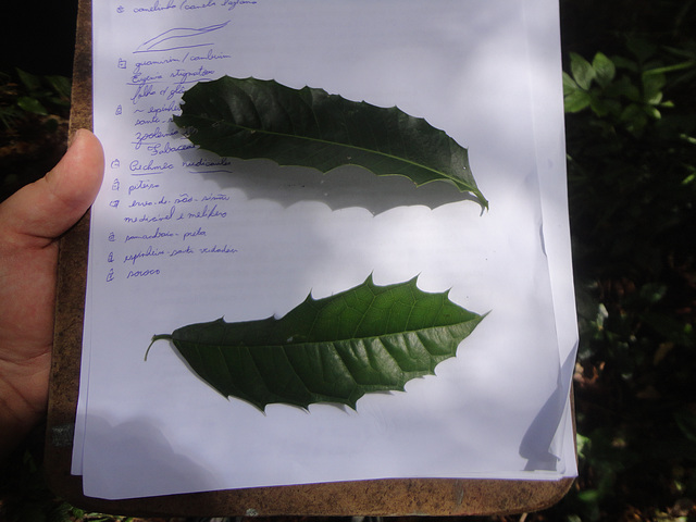 DSC01454 - espinheira-santa-verdadeira Maytenus ilicifolia, Celastraceae e soroco Sorocea bonplandii, Moraceae