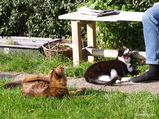 Cat's a-yawning in the sun...