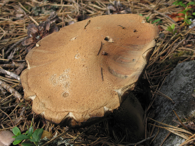 Cep