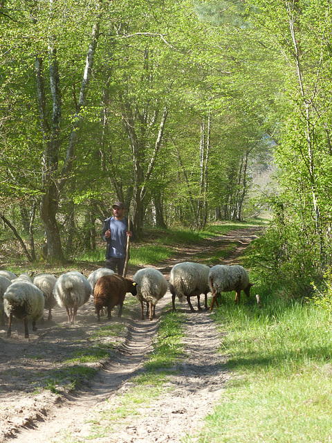 Transhumance du 5 mai 2016