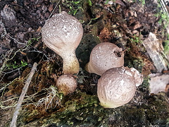 20150220 0006Hw [D~SHG] Flaschenstäubling (Lycoperdon perlatum) Wesergebirge, Rinteln