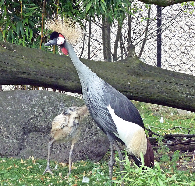 Kronenkranich mit Jungvogel