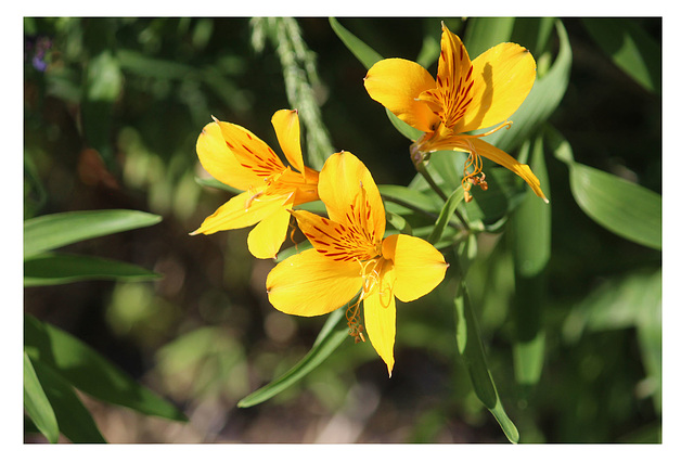 Yellow Alstromeria  - 3.7.2018