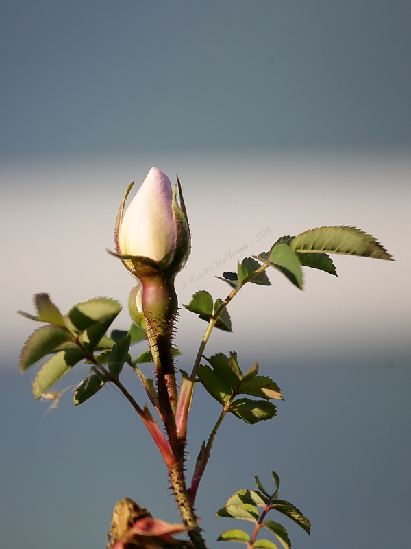 Späte Rosenknospe (Wilhelma)