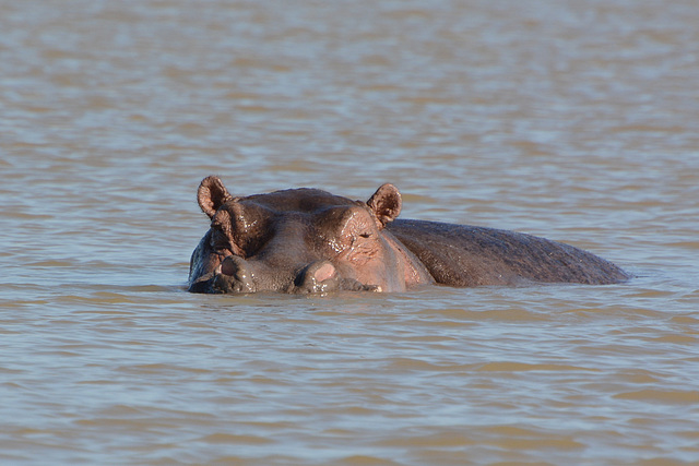 Ethiopia, Tana Lake, The Hippopotamus