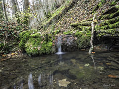 Am Bach im Wangental