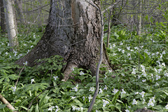 Trilliums