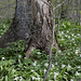 Trilliums