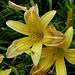Daylilies with visitor