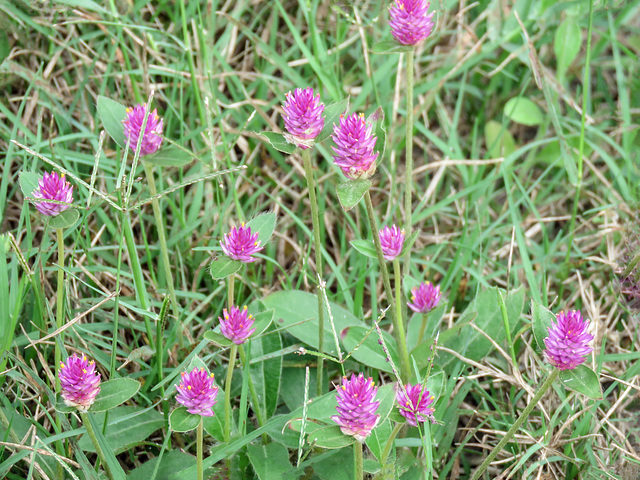 Day 5, wildflowers, King Ranch, Norias Division