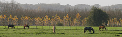 Chevaux au petit matin