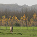 Chevaux au petit matin