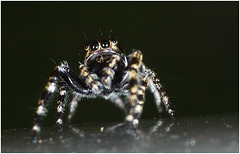 IMG 9623 Spider