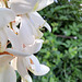 Gewöhnliche Robinie (Robinia pseudoacacia)