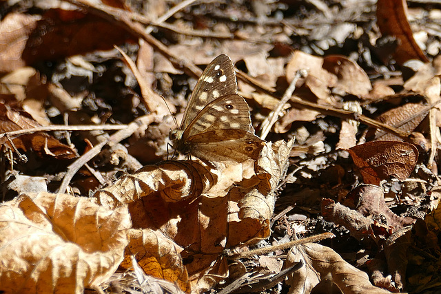 Waldbrettspiel auf dem Waldboden