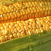 Maize, sweet corn