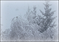 Verdier sous la neige