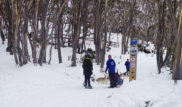 Mt Baw Baw day trip