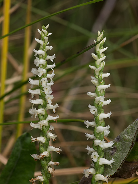 Spiranthes cernua 03 Spiranthes cernua 03