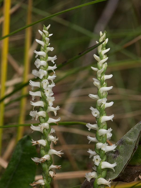 Spiranthes cernua 03