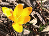 March 8th ... with crocus blooms!