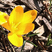 March 8th ... with crocus blooms!