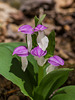 Galearis spectabilis (Showy Orchis)