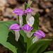 Galearis spectabilis (Showy Orchis)