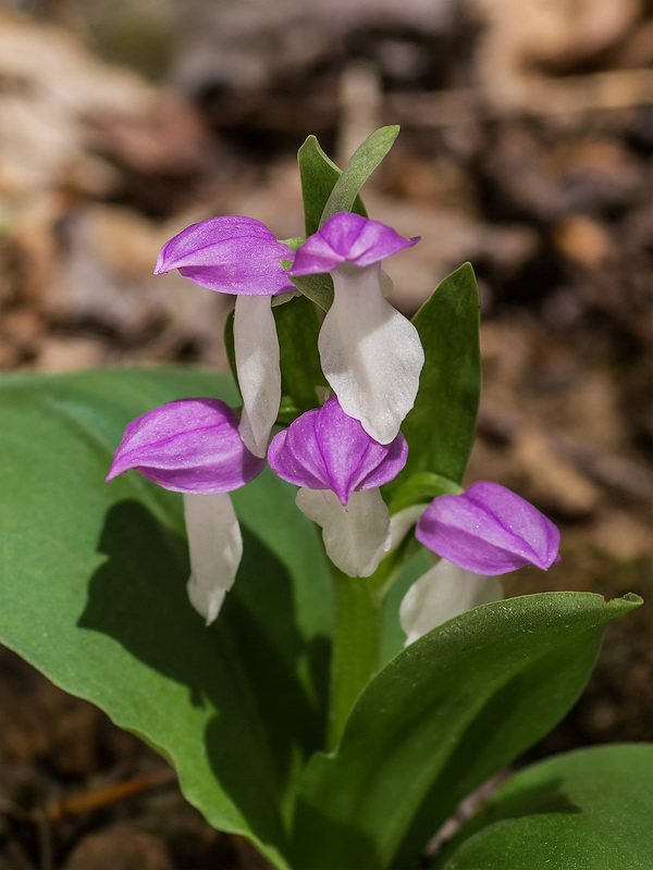 Galearis spectabilis (Showy Orchis)