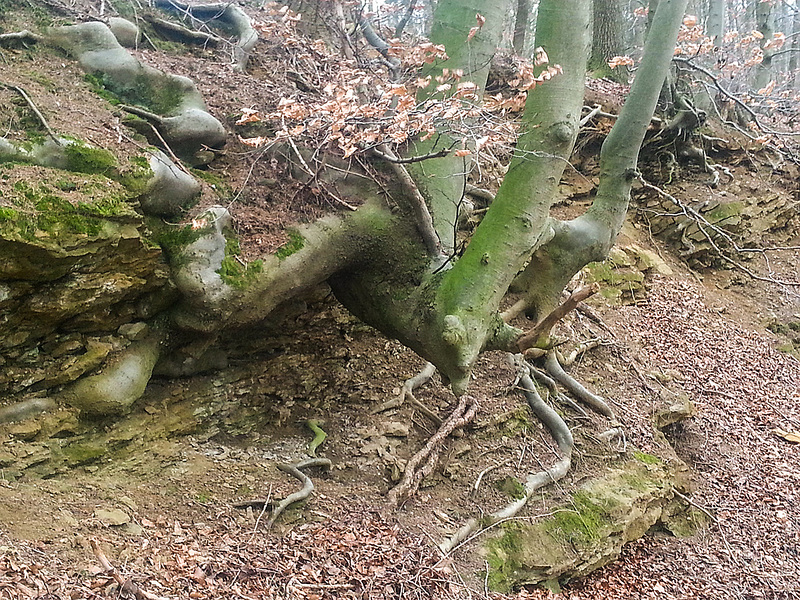 20150220 0007Hw [D~SHG] Wurzelwerk, Wesergebirge, Rinteln