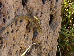 Lizard on vertical rugged rock.