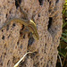 Lizard on vertical rugged rock.