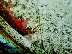 Water Barrel. The Lid. (With Bonus Floating Moth)