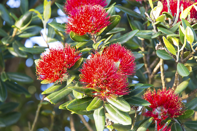 Pohutukawa